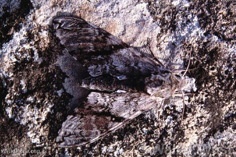 Mariposa buho (Calligo sp.)