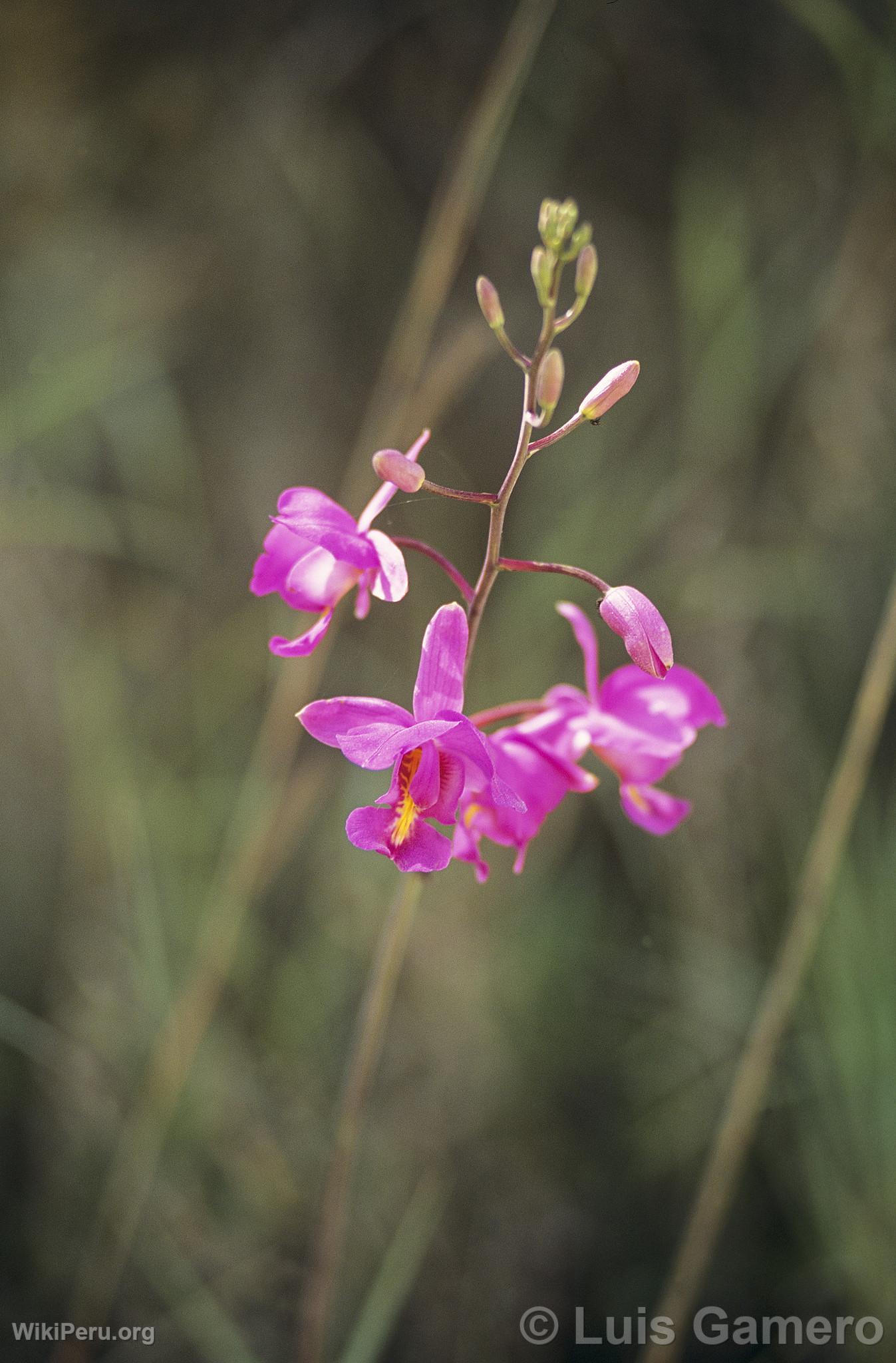 Orquidea en Villa Rica