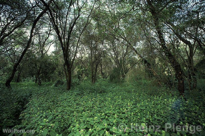 Coto de caza El Angolo, Sullana