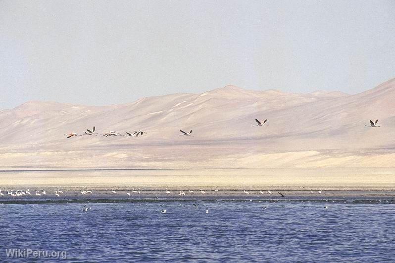 Paracas