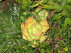 Flor de cctus, Pisac