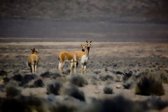 Vicuas en Salinas y Aguada Blanca