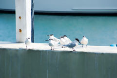 Gaviotines de Sandwich en el Callao