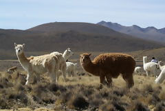 Alpacas