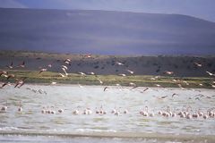 Flamencos en la laguna de Lariscota