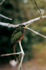 Jacamar de pico amarillo en el Alto Nanay