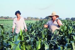 Campo de maz en la Costa